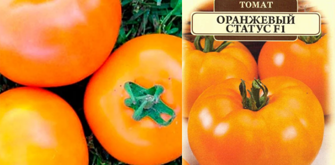 Лучшие сорта томатов для открытого грунта: секреты успешного урожая