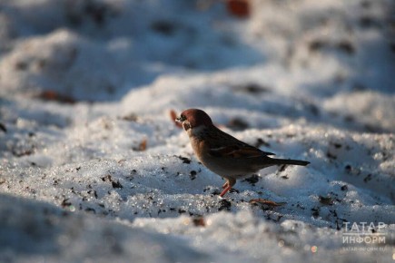 ������� �� 15 �����. ������ ����� ��-��������� �����, �� �� ������� �� ��� �������� �����������: