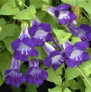 �������� �����, �������� �� ����: ��������� ����� ��� ������ ����