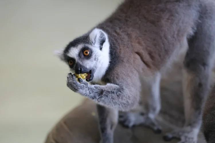 Казанский зооботсад переходит на весенний режим работы