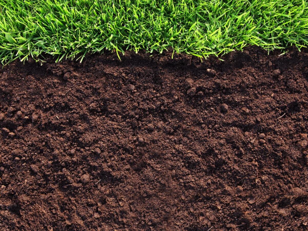 Как дождевые черви могут изменить вашу почву