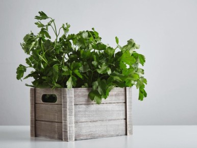 Почему укроп и петрушка горчат? Проблемы, о которых знает каждый дачник