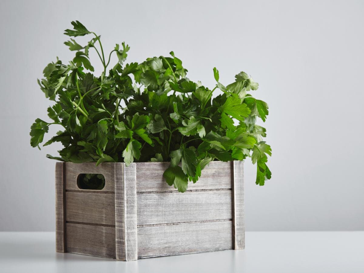 Почему укроп и петрушка горчат? Проблемы, о которых знает каждый дачник