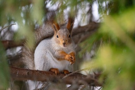 ������ ����, ����������!. ����� ���, ��� ����!