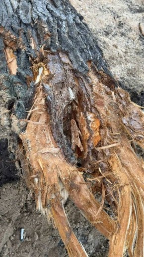 ��� ���� ����������� �� �������� �������� ��������������� ������: