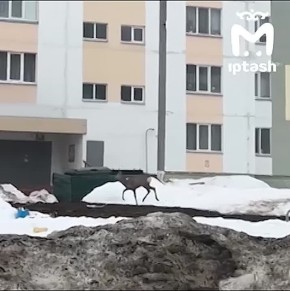 ������ ��� ��� �������� ����� ����� �� �����������