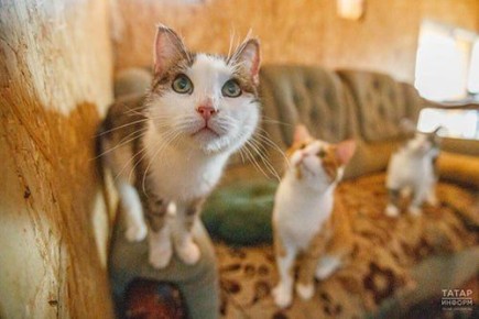 В Татарстане предложили ограничить число домашних животных в квартирах