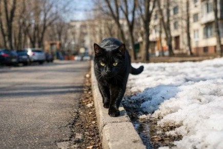 ���� ���� �����: ����� ����� ��������� ������� �����