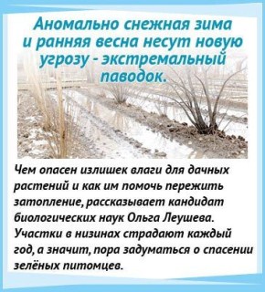 Чем излишек влаги опасен для растений на дачном участке и как им помочь пережить затопление, рассказывает наш постоянный консультант - кандидат биологических наук Ольга ЛЕУШЕВА