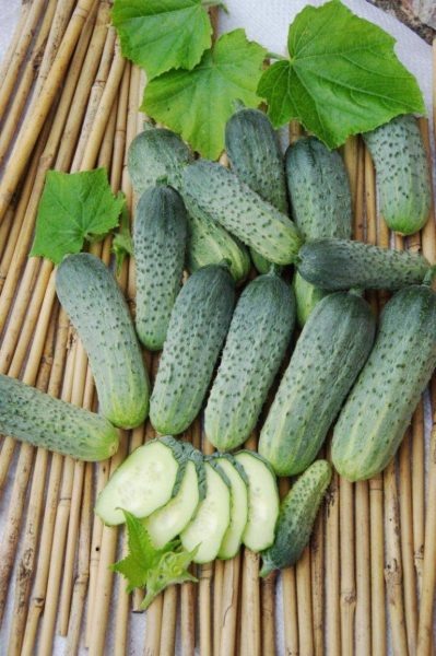 Огурец Персей: идеальный выбор для раннего урожая и консервирования