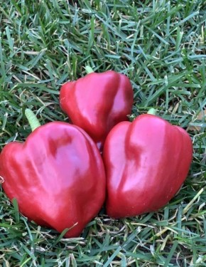 ����� ������ ������: ������� ��������� ����������� �������������� �����