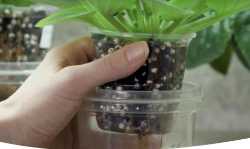 Как правильно подкармливать фиалки для яркого цветения