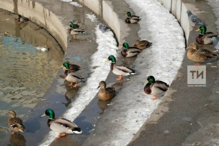 ������ ����, ������! ������� 1 ������