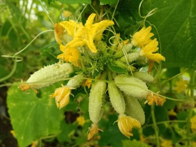 ��� ������������� ������ ��� ������� ������: ���������� ����� �� ���� �����