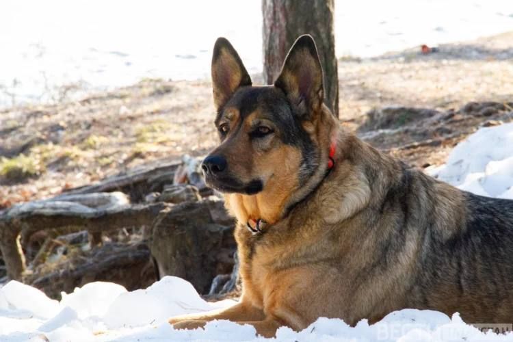 Жители Казани смогут бесплатно привить и чипировать домашних животных