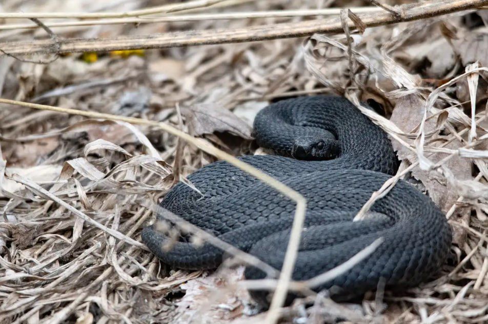Весеннее тепло разбудило змей