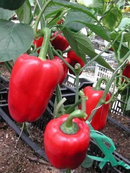 Перец Монтеро: ранний гибрид с прекрасными характеристиками