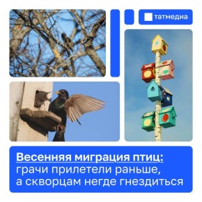 Орнитолог рассказал, почему вороны в мае опасны для прохожих