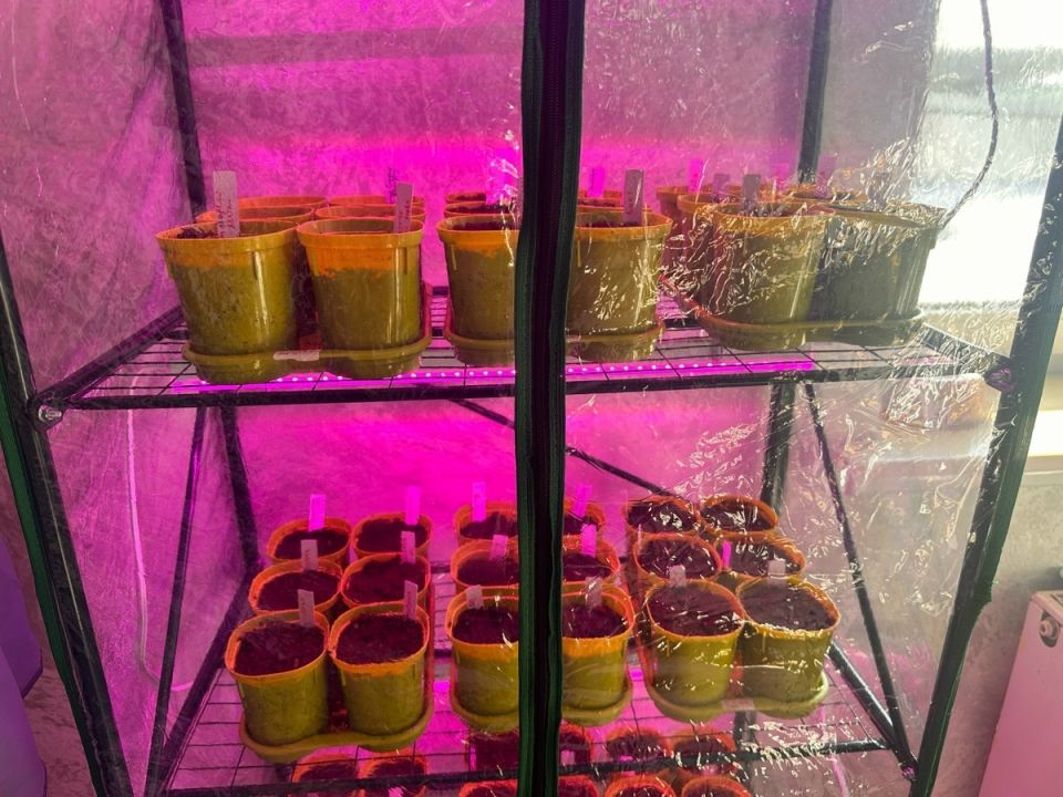 Способы спасения вытянувшейся рассады и таблица сроков посева