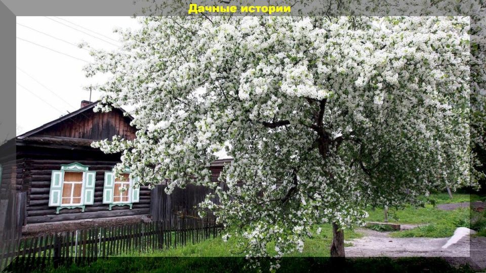 Как подготовиться к дачному сезону: 20 актуальных вопросов для начинающих