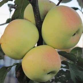 ������ ���������� �������: �����-������� ����� ��� �������� �� �����