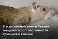 Казань готовится к борьбе с грызунами и клещами из-за снежной зимы