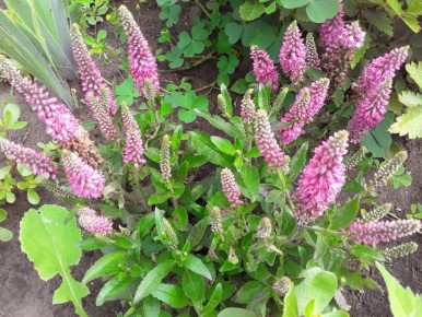 �������������� �����������: ��� �������� �������� ��� � ����� ������