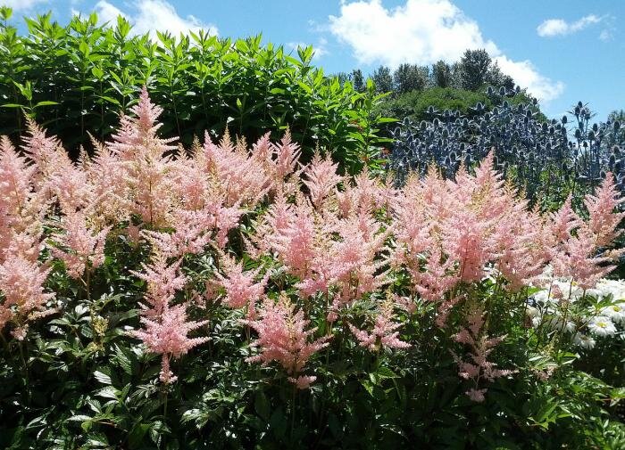 Астильба: цветок, который украсит каждый сад