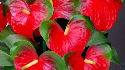 ��� ������� ������� ���� � ������� ���������