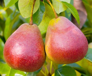 ��� �� �������� ���: ����� ���������������� ������ ������