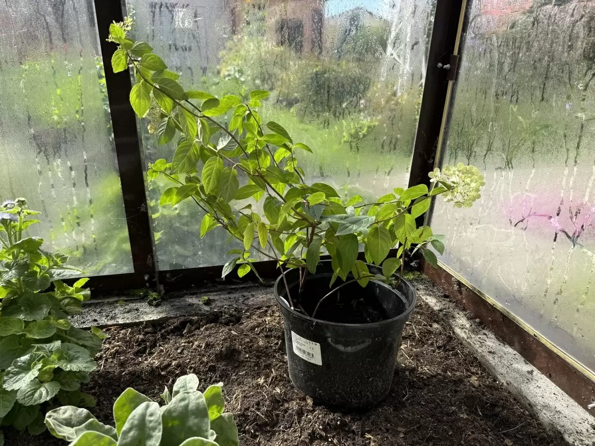 Гортензии в вашем саду: секреты успешного размножения