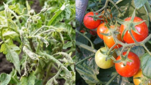 Секреты правильного использования древесной золы в огороде: распространенные ошибки и полезные советы