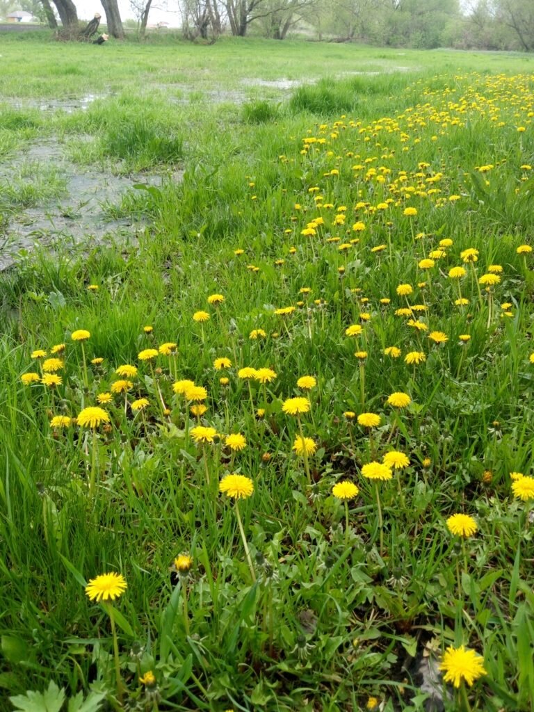 Одуванчики: неожиданные преимущества и осторожные меры