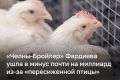 Компания «Челны-Бройлер» Ильшата Фардиева ушла в минус почти на миллиард из-за «пересиженной птицы»