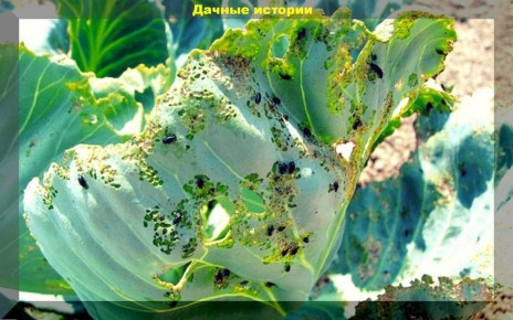 ������� ��������� ������ �������: �������� �������� � �� �������