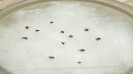 � ����������� ������������� ������ ������ ����� ������, �������� �����-������ ���