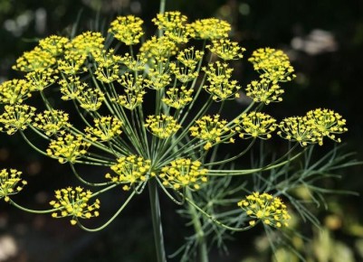 ��� ��������� ������� ����� � ����: ������� �������� ������