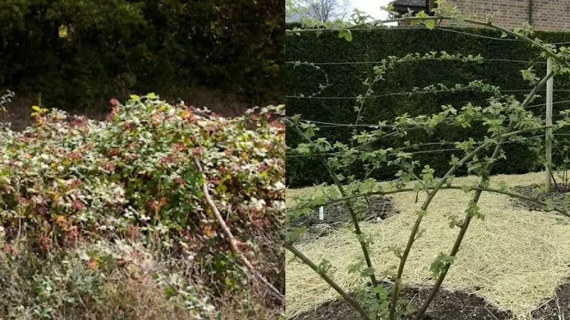 Как осенняя обрезка ежевики преобразила урожай за один сезон