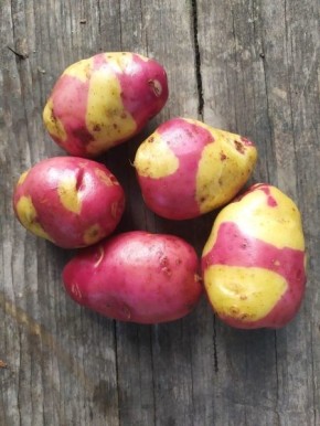 Картофель Апачи: удивительные красные клубни с каштановым акцентом