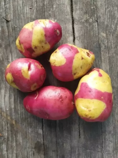 Картофель Апачи: удивительные красные клубни с каштановым акцентом