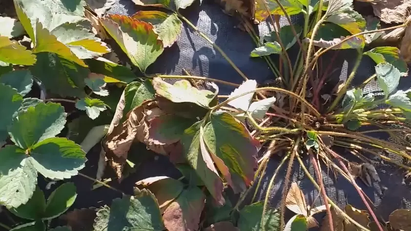 Секреты летней обрезки клубники: как добиться рекордного урожая