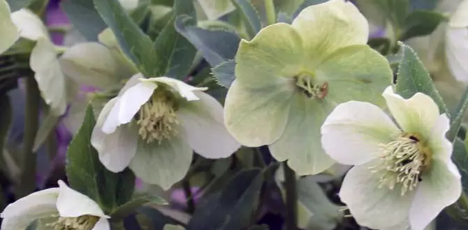 Оживите тень: удивительные растения для затененных уголков вашего сада