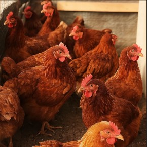 Как эффективно переработать остатки с огорода: советы по кормлению домашних животных