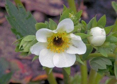 ������� ����� �� ����� �������: ������������ ��������, ������� ������