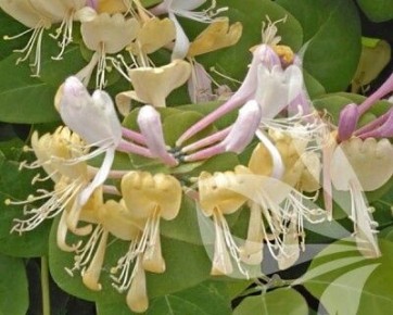 Жимолость каприфоль: как украсить сад яркими цветами и ароматом