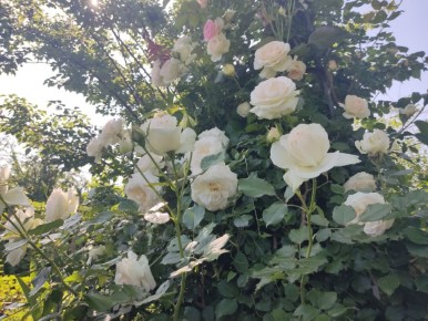 ��� ������ ���� ����� ����� ����������� � ����� ������