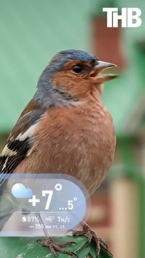 �����, ������-��������� ����� � ��������� ��� 90% ���������� +9� � +1� � ��� ����� � ������, ��������� ����� �������