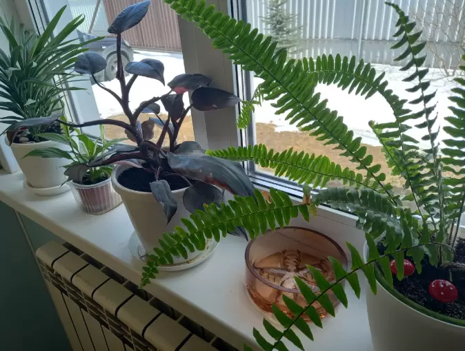 Экономная хозяйка делится секретами ухода за комнатными растениями