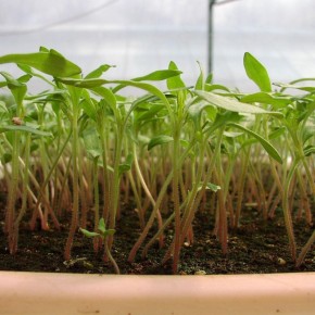 ��� ������� ������ ������ � ��������� ��������: ��� ������ � �������