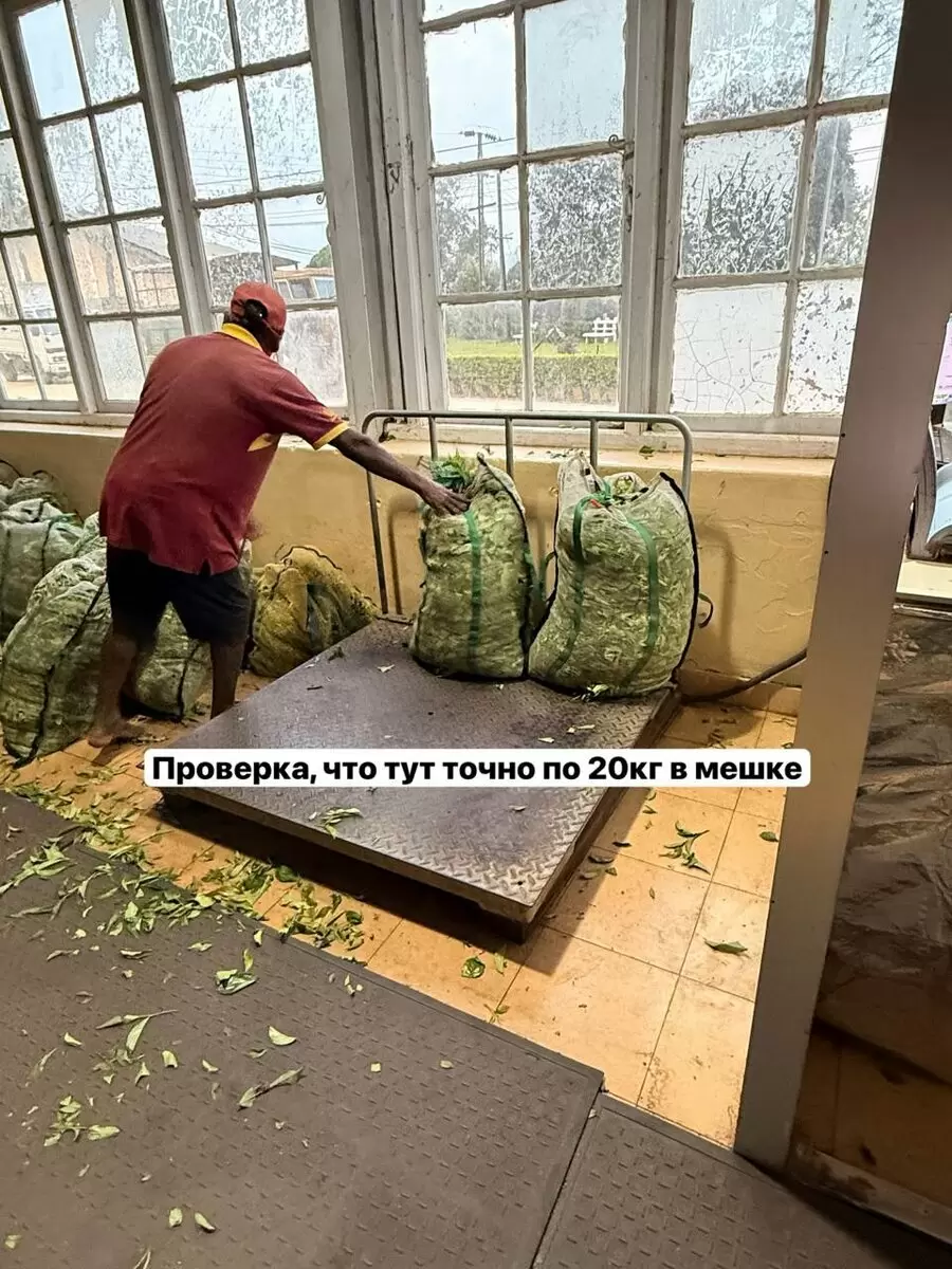 Цейлонский чай: от кофе к культуре, о которой стоит знать